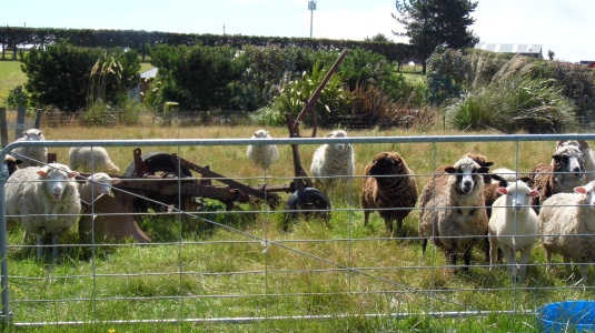 And a photo of our sheep that came for a nosy ;)